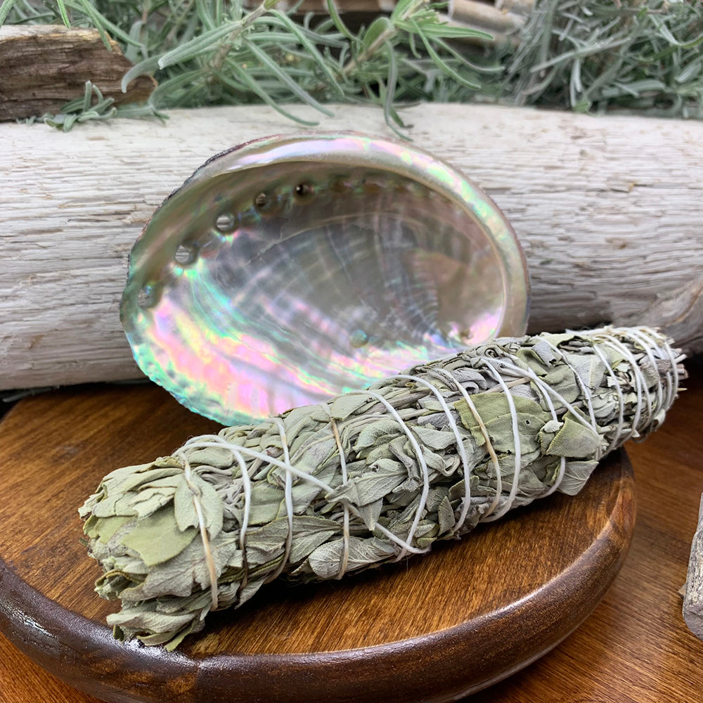 6" White Sage Bundle(s) + Abalone Shell Smudge Kit